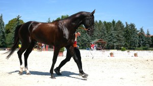 ahstam-evropa-show.jpg
