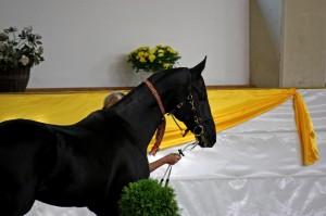 img_9096.jpg
